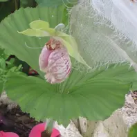 赤花クマガイソウ　青森下北産　葉芽2芽 赤花クマガイソウ 青森下北産 葉芽2芽 さく - 花