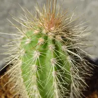 武輪柱　鉢ごと サボテン・武輪柱を買いました。根元が「cactus」のアルバム