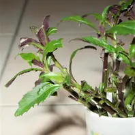 金時草の育て方・栽培方法｜植物図鑑｜みんなの趣味の園芸（NHK出版）