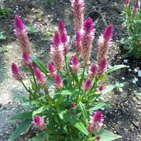 専用　ラズベリー鉢植え　ケイトウ　ラベンダー　クローバー　クレイフラワー 専用 ラズベリー鉢植え ケイトウ ラベンダー クローバー クレイ