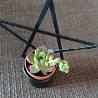 先日は妹の多肉棚設置をしましたが、昨「かわいい多肉植物」の