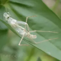 カマキリの抜け殻！初めて見ました脱「小さな世界」の