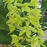 グラマトフィラムの種類（原種、品種）｜植物図鑑｜みんなの趣味の園芸