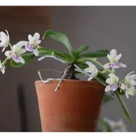 ナゴランの育て方・栽培方法｜植物図鑑｜みんなの趣味の園芸（NHK出版）