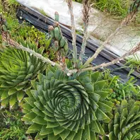 アロエ・カスティロニアエの基本情報・育て方｜多肉植物