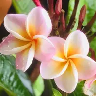 プルメリアとは｜育て方がわかる植物図鑑｜みんなの趣味の園芸（NHK出版）