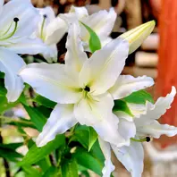 ユリ（百合）の種類（原種、品種）｜植物図鑑｜みんなの趣味の園芸