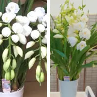 シンビジウム（シンビジューム）とは｜育て方がわかる植物図鑑
