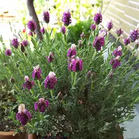 ラベンダーの写真〔92ページ目〕｜植物図鑑｜みんなの趣味の園芸