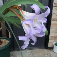 ブルーアマリリス（ウォースレヤ）とは｜育て方がわかる植物図鑑