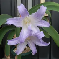 ブルーアマリリス（ウォースレヤ）とは｜育て方がわかる植物図鑑