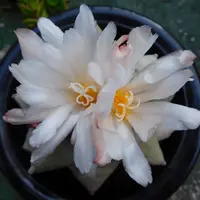 アリオカルプス亀甲牡丹'ゴジラ'の基本情報・育て方｜多肉植物