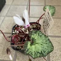 今年もウケユリが咲きました。ウケユ「草の花」のアルバム-みんなの