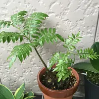 リュウビンタイの写真｜植物図鑑｜みんなの趣味の園芸