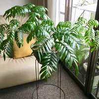 リュウビンタイの写真｜植物図鑑｜みんなの趣味の園芸