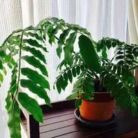 リュウビンタイの写真｜植物図鑑｜みんなの趣味の園芸