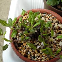 C40 チョウノスケソウ チョウノスケソウの種類（原種、品種）｜植物図鑑｜みんなの趣味