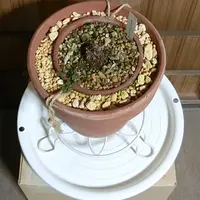 チョウノスケソウの種類（原種、品種）｜植物図鑑｜みんなの趣味