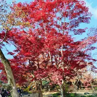 カエデ（モミジ）とは｜育て方がわかる植物図鑑｜みんなの趣味の園芸