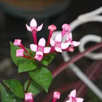 ブバリア様 生花】ブバリア ホワイトシュープリームなど(白)::【OR-5】 - 花材通販