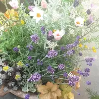ラベンダーの写真〔92ページ目〕｜植物図鑑｜みんなの趣味の園芸