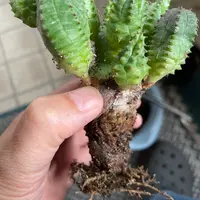 ユーフォルビア・シンメトリカの基本情報・育て方｜多肉植物・サボテン
