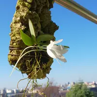 エランギスとは|育て方がわかる植物図鑑|みんなの趣味の園芸 エランギスとは|育て方がわかる植物図鑑|みんなの趣味の園芸