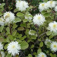 フォザギラ・マヨールの写真｜植物図鑑｜みんなの趣味の園芸
