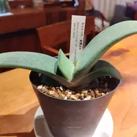 ガステリア臥牛錦の基本情報・育て方｜多肉植物・サボテン図鑑