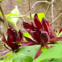 クロバナロウバイとは|育て方がわかる植物図鑑|みんなの趣味の クロバナロウバイとは|育て方がわかる植物図鑑|みんなの趣味の