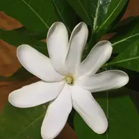 Kathy Mam タヒチティアレのパース他６点おまとめ ハワイの植物：Tiare（ティアレ）の育て方 - ハワイアン・セレクト