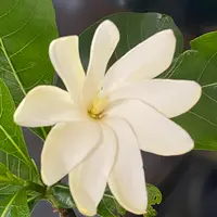 ティアレ・タヒチとは｜育て方がわかる植物図鑑｜みんなの趣味の園芸