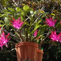 シャコバサボテンとは|育て方がわかる植物図鑑|みんなの趣味の シャコバサボテンとは|育て方がわかる植物図鑑|みんなの趣味の