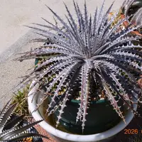 ディッキア・コリスタミネアの基本情報・育て方｜多肉植物・サボテン
