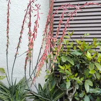 ガステリア臥牛錦の基本情報・育て方｜多肉植物・サボテン図鑑