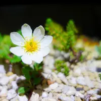 C40 チョウノスケソウ チョウノスケソウの種類（原種、品種）｜植物図鑑｜みんなの趣味