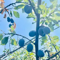 プルーンの育て方・栽培方法｜植物図鑑｜みんなの趣味の園芸