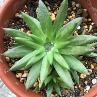 センペルビウム（センペルビブム）の写真〔11ページ目〕｜植物図鑑