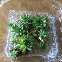 センペルビウム（センペルビブム）の写真〔11ページ目〕｜植物図鑑