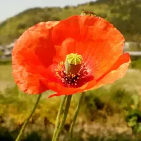 ヒナゲシの写真〔12ページ目〕|植物図鑑|みんなの趣味の園芸 ヒナゲシの写真〔12ページ目〕|植物図鑑|みんなの趣味の園芸
