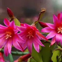イースターカクタスの写真｜植物図鑑｜みんなの趣味の園芸