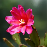 イースターカクタスの写真｜植物図鑑｜みんなの趣味の園芸