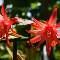イースターカクタスの写真｜植物図鑑｜みんなの趣味の園芸