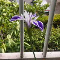 カキツバタとは｜育て方がわかる植物図鑑｜みんなの趣味の園芸（NHK出版）