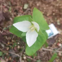 エンレイソウとは｜育て方がわかる植物図鑑｜みんなの趣味の園芸