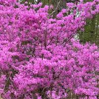 ミツバツツジの種類（原種、品種）｜植物図鑑｜みんなの趣味の園芸