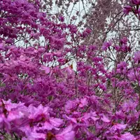 ミツバツツジの種類（原種、品種）｜植物図鑑｜みんなの趣味の園芸