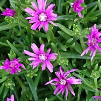 マツバギク（松葉菊）の写真〔12ページ目〕｜植物図鑑｜みんなの