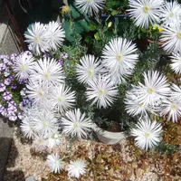 注目ショップ・ブランドのギフト マツバギク（松葉菊）の写真〔12ページ目〕｜植物図鑑｜みんなの 枝・実・果実