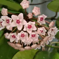 蕾つき　希少種　 ホヤ　Hoya coxanh001 サクララン 楽天市場】希少 観葉植物（種類（植物）ホヤ（サクララン））の通販
